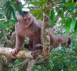 amazon rainforest adventure monkey