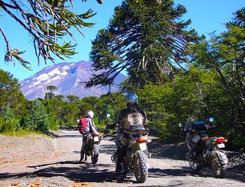 Araucania Trees and Motorcycle Riders